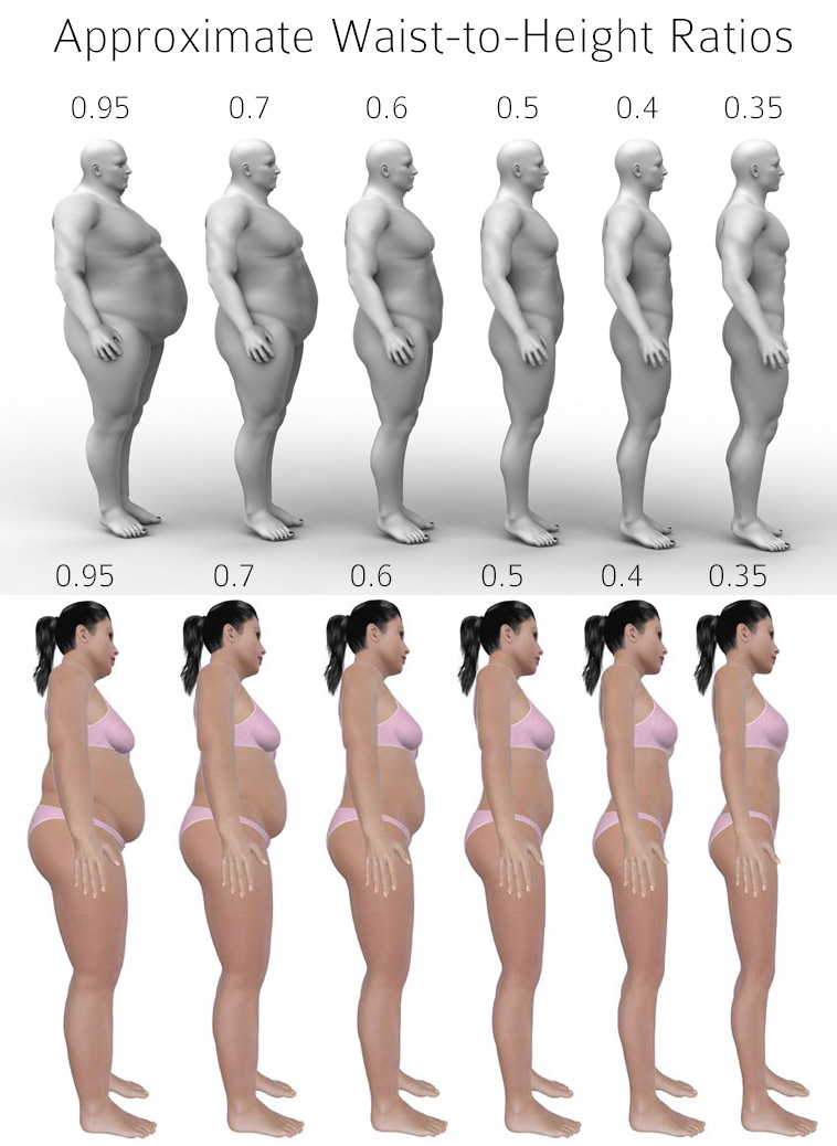 Waist to Hip Ratio vs BMI: Which is a Better Indicator of Your Health?