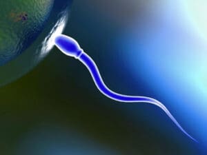 Sperm